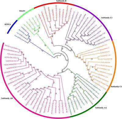 Alternative Splicing Diversified the Heat Response and Evolutionary Strategy of Conserved Heat Shock Protein 90s in Hexaploid Wheat (Triticum aestivum L.)